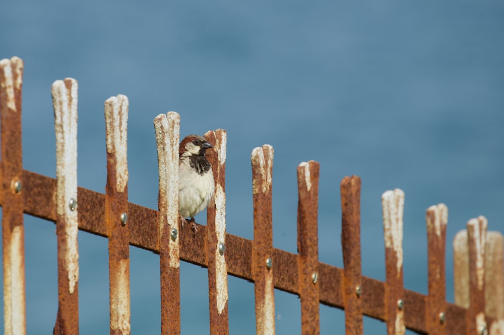 oiseau blanc et noir sur clôture en bois marron