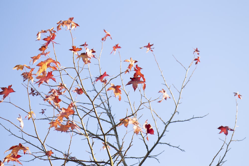 red flowers on brown tree branch during daytime