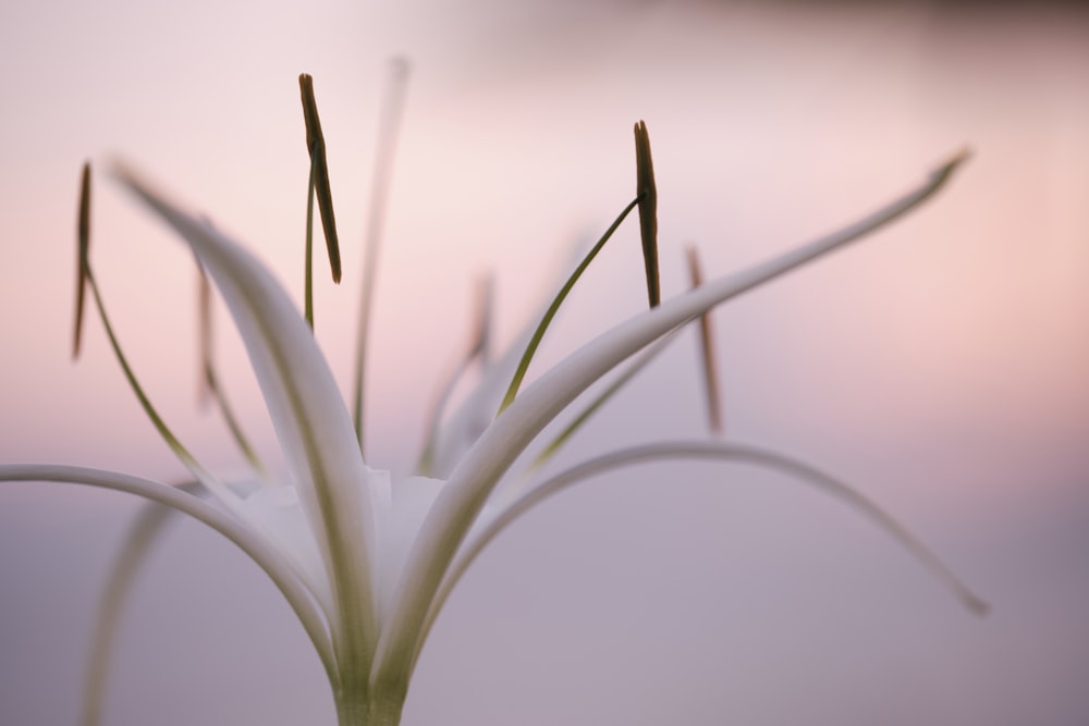 white flowers in tilt shift lens