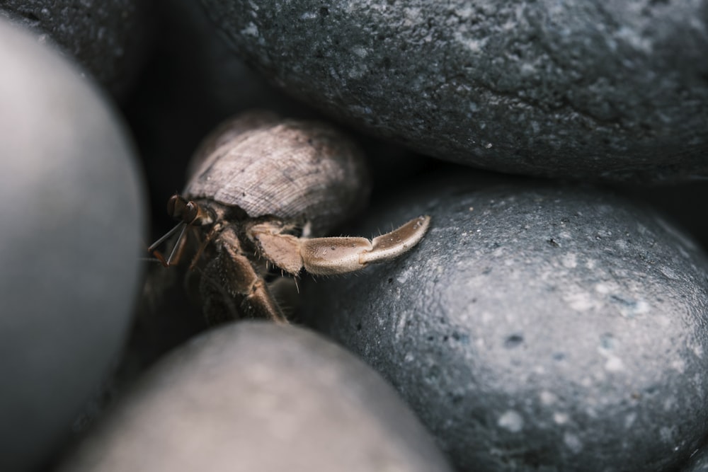 brown crab on gray stone