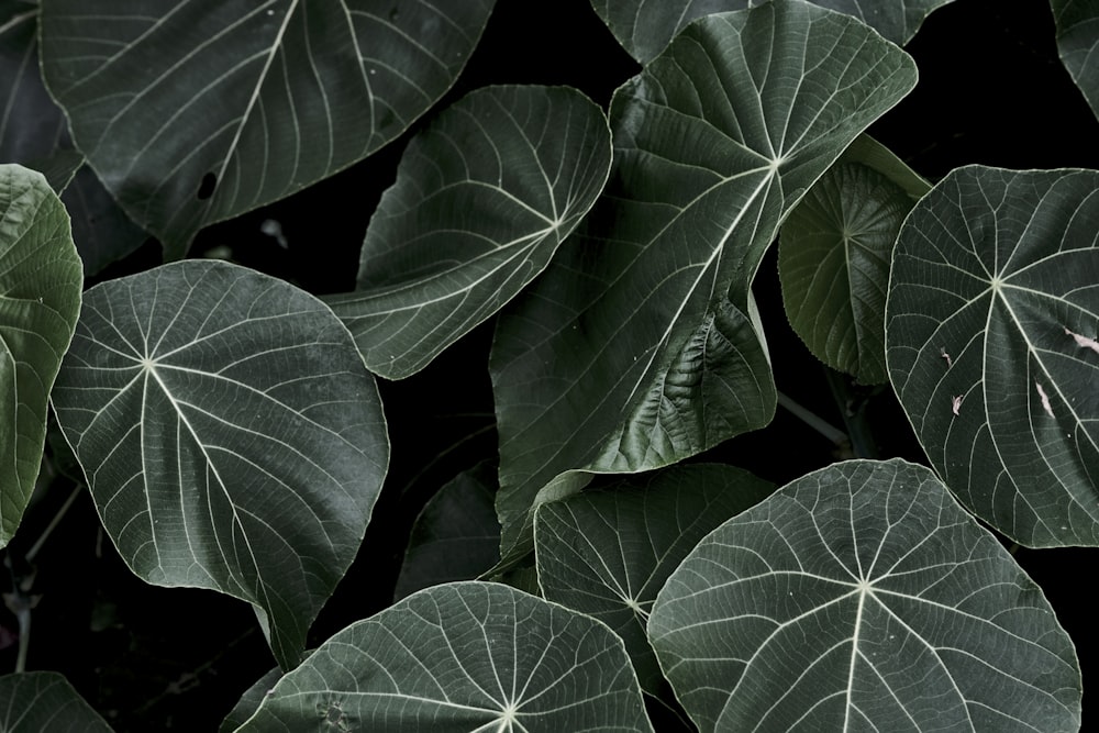 green leaves in close up photography