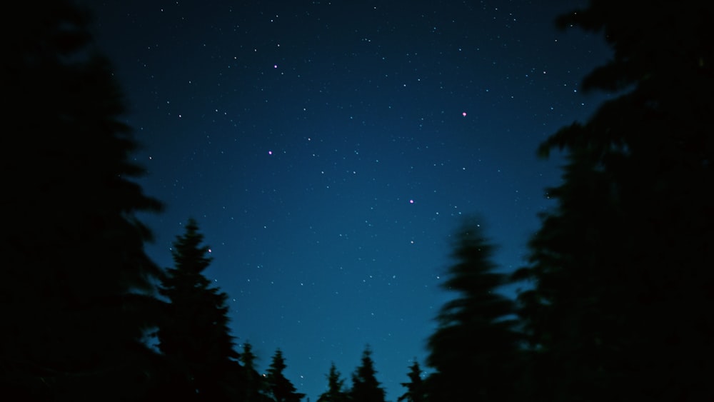 silhouette of trees under blue sky during night time