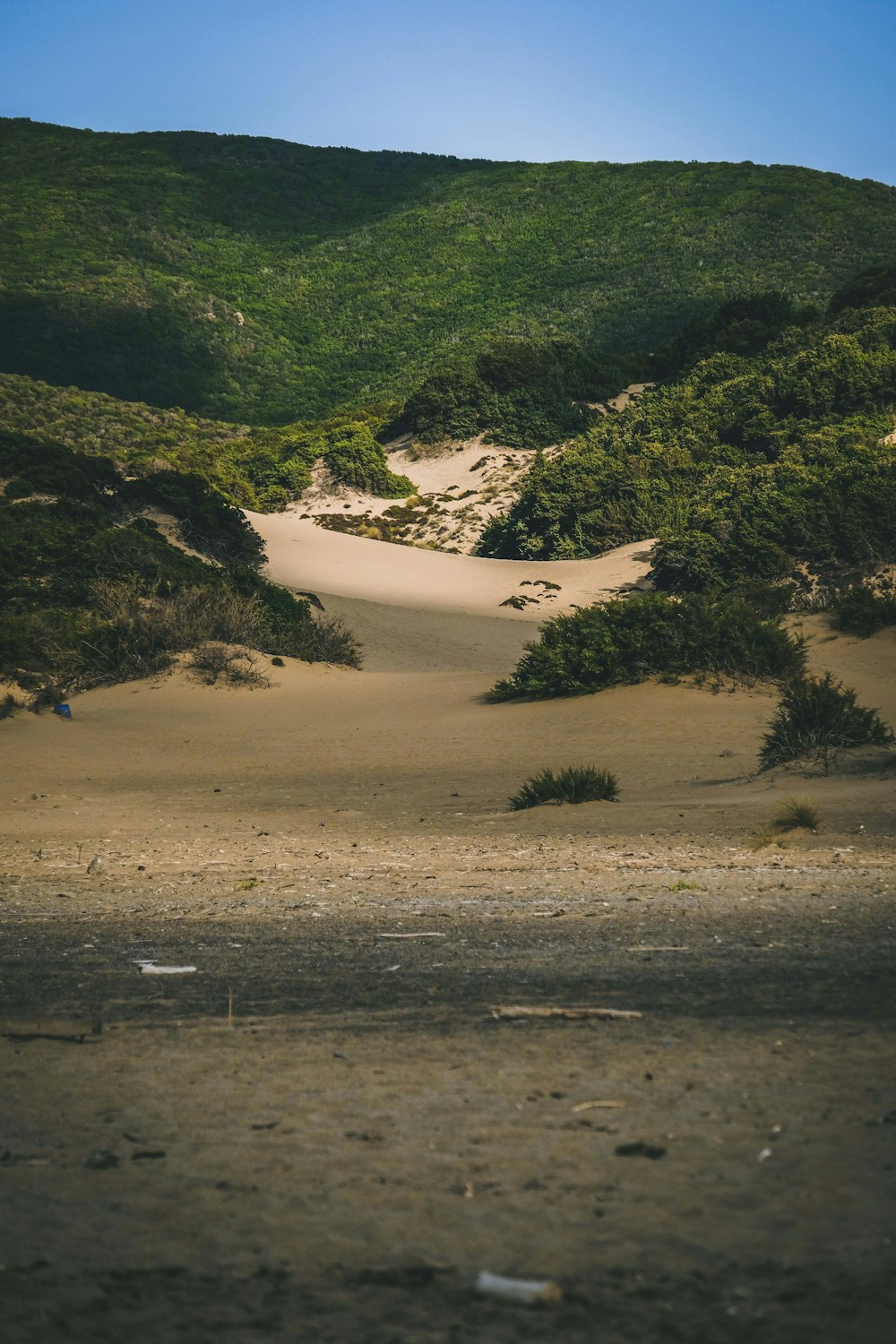 green trees on brown sand during daytime