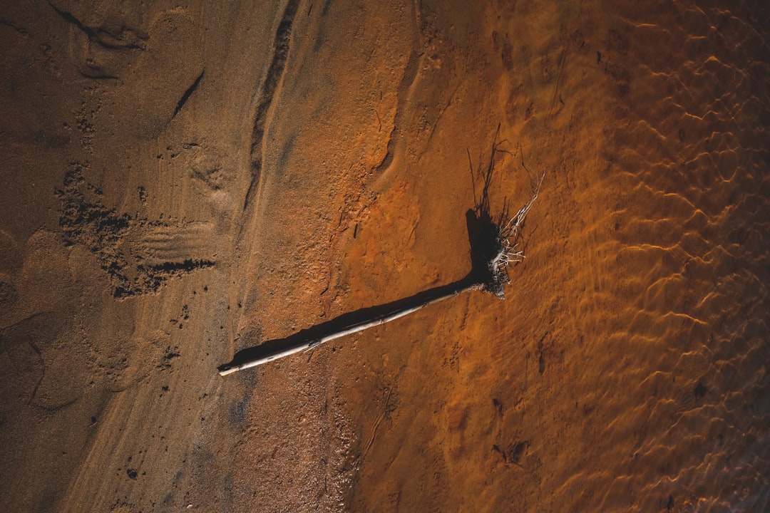 brown and black bird on brown sand