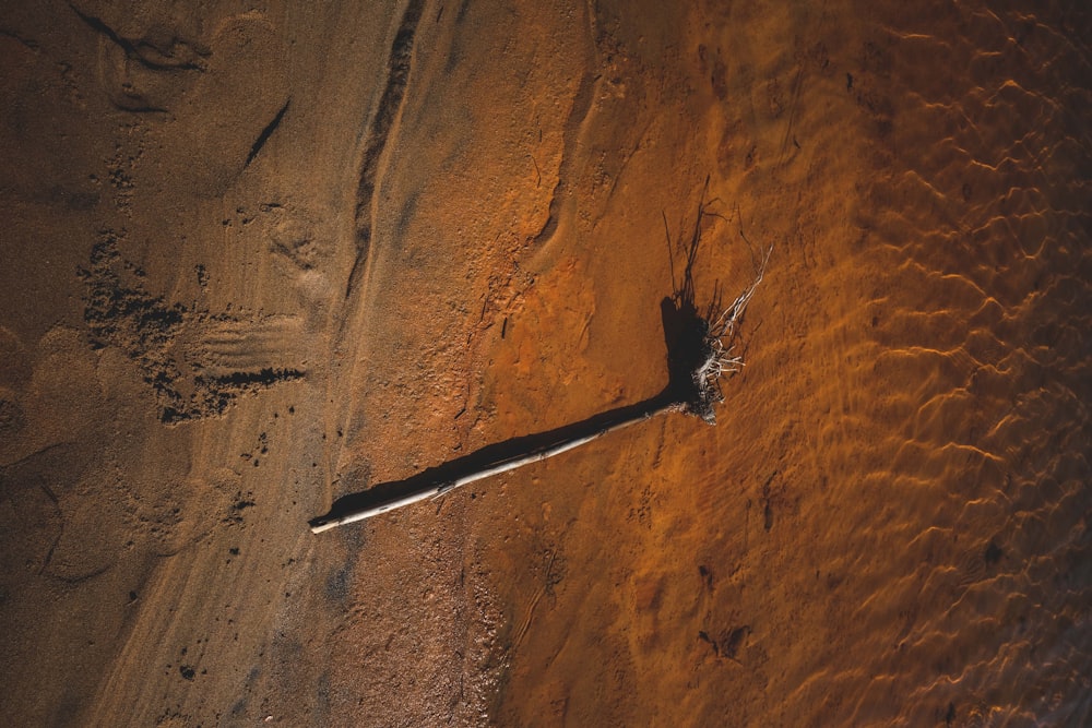 brown and black bird on brown sand