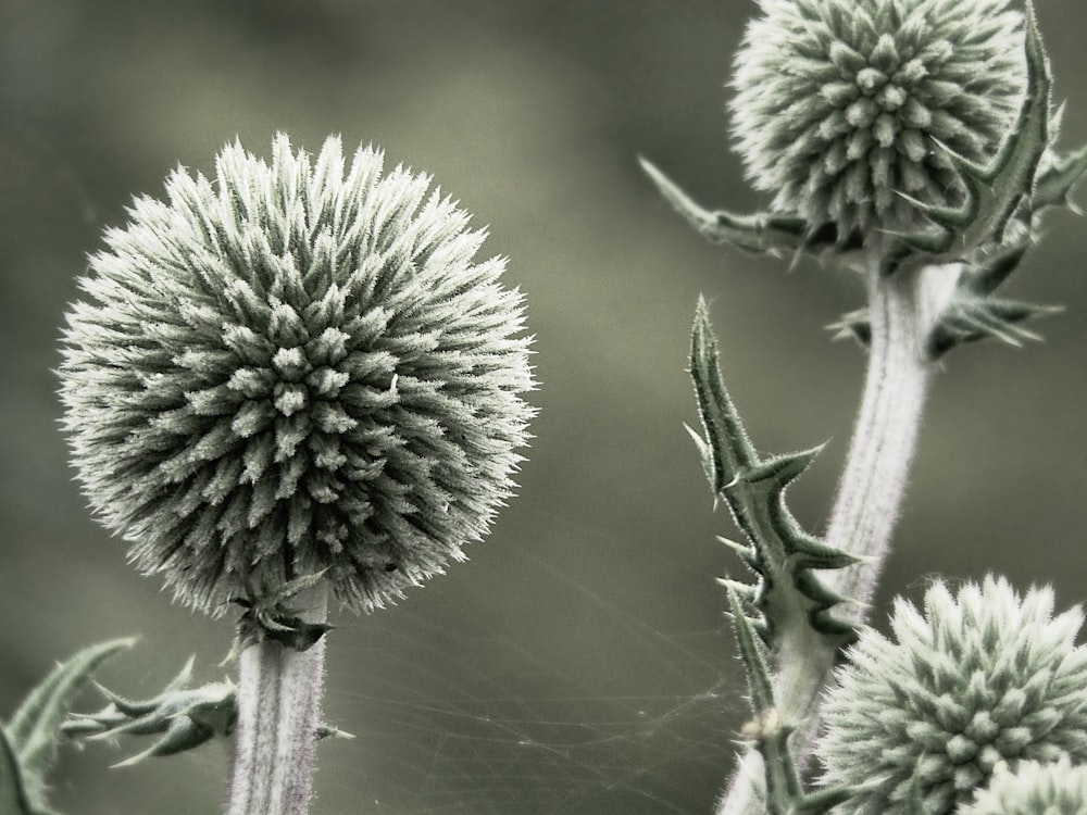 green and white flower in macro lens photography