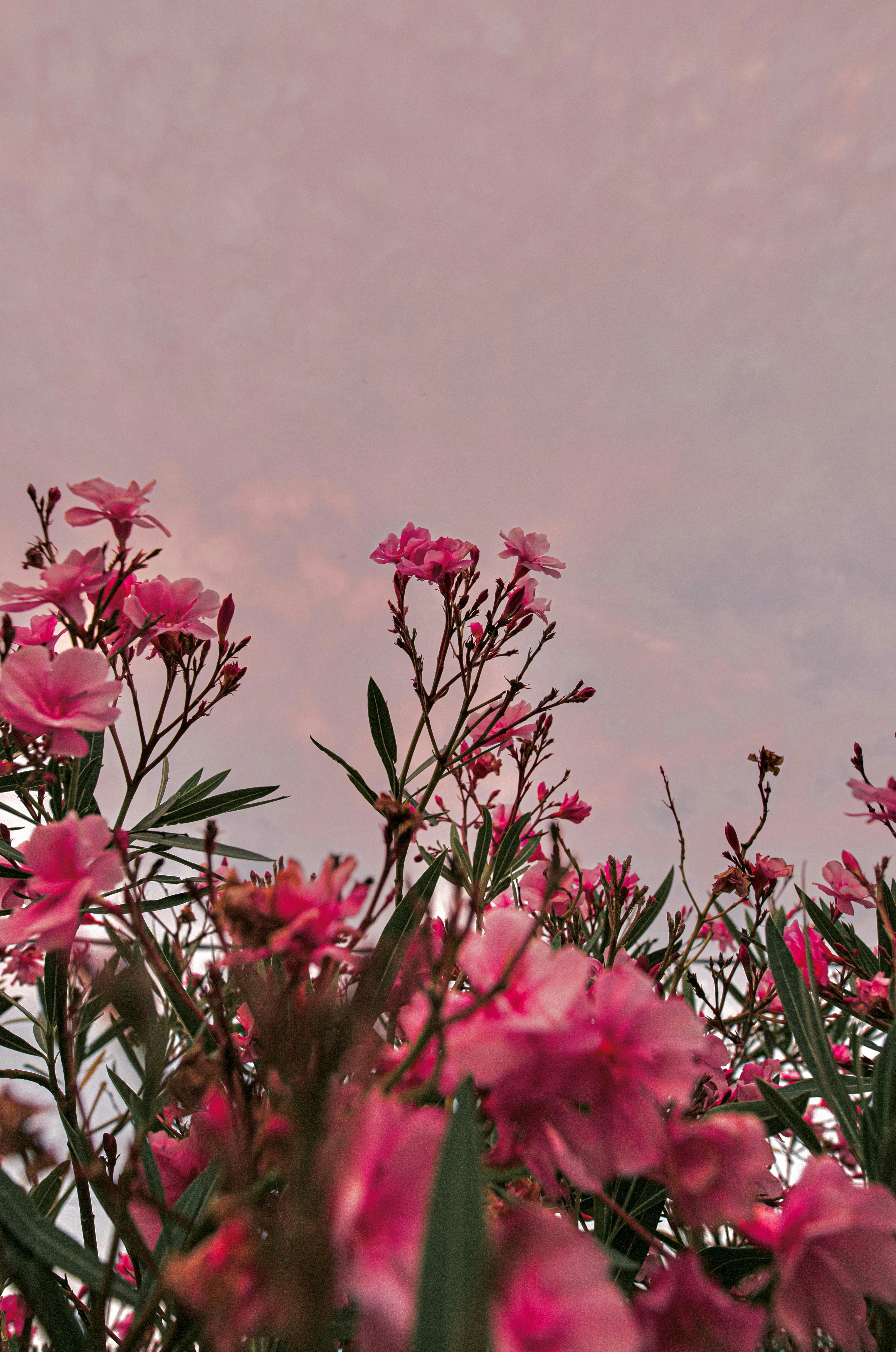 灰色の空の下のピンクの花の写真 Unsplashで見つける 花の無料写真