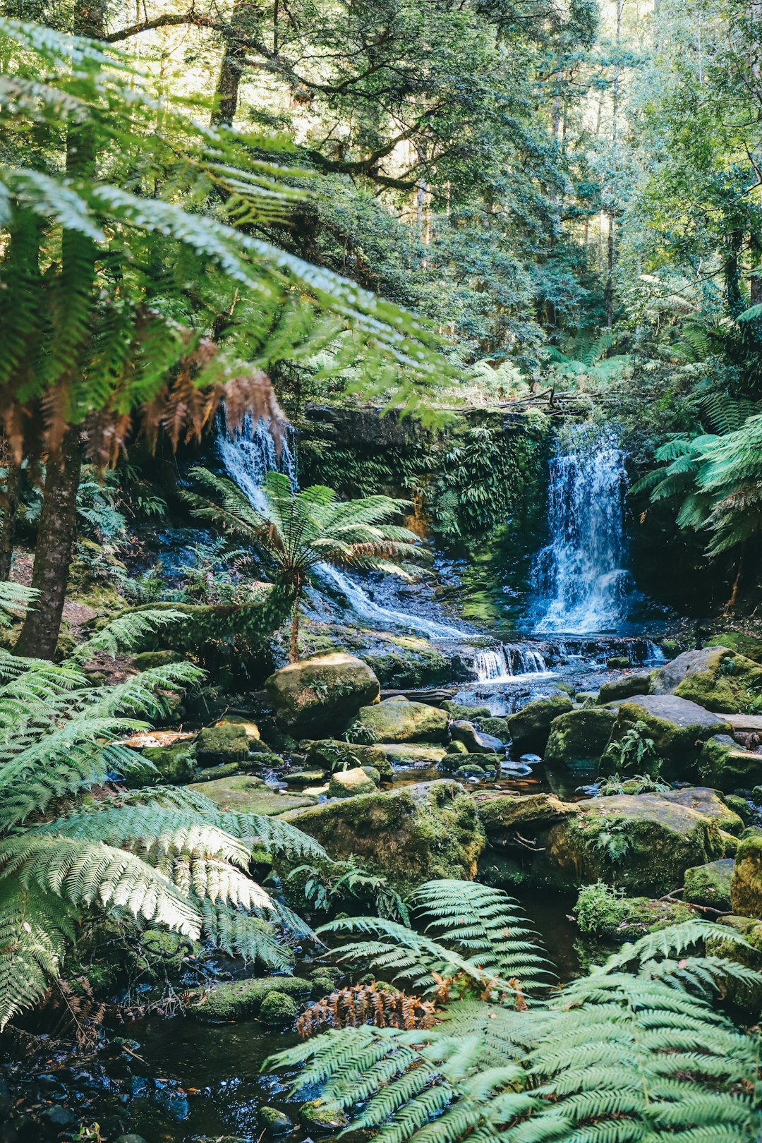 Jungle photo spot Tasmania Australia