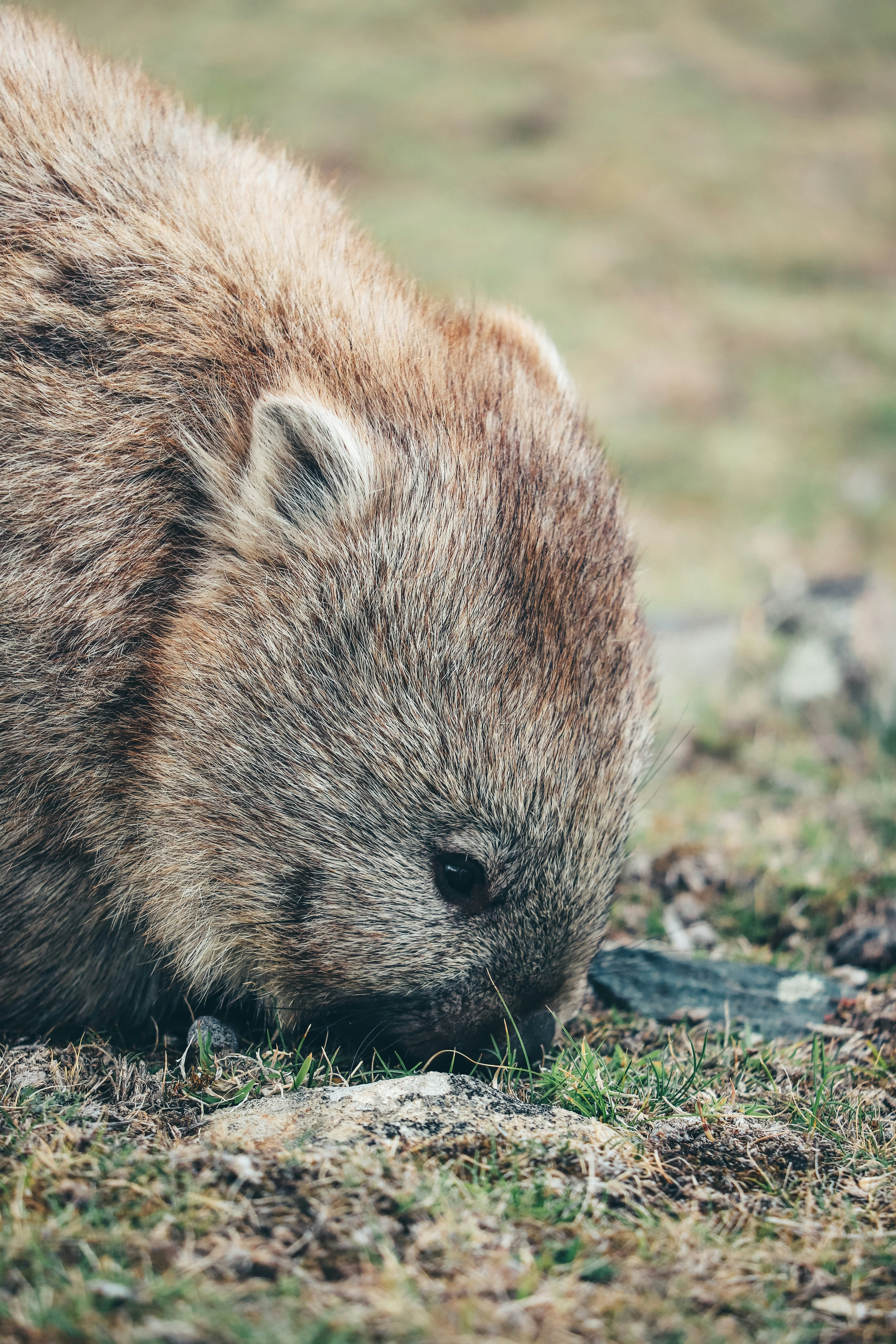 roedor marrom e preto no chão durante o dia