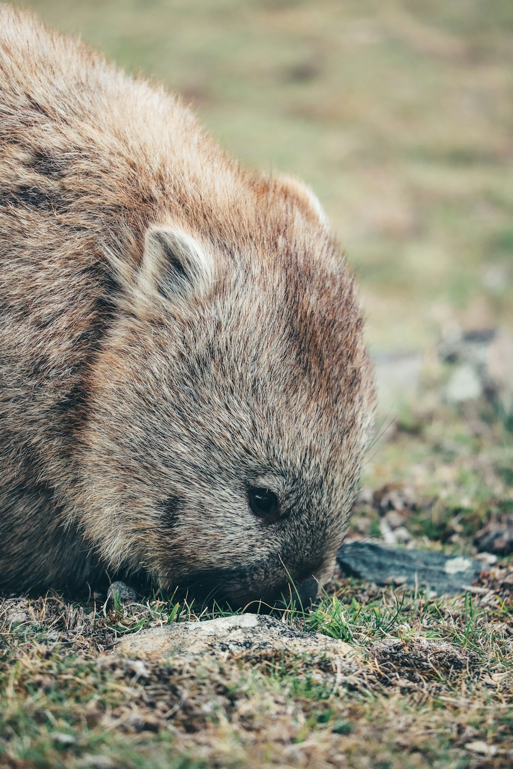 brown and black rodent on ground during daytime