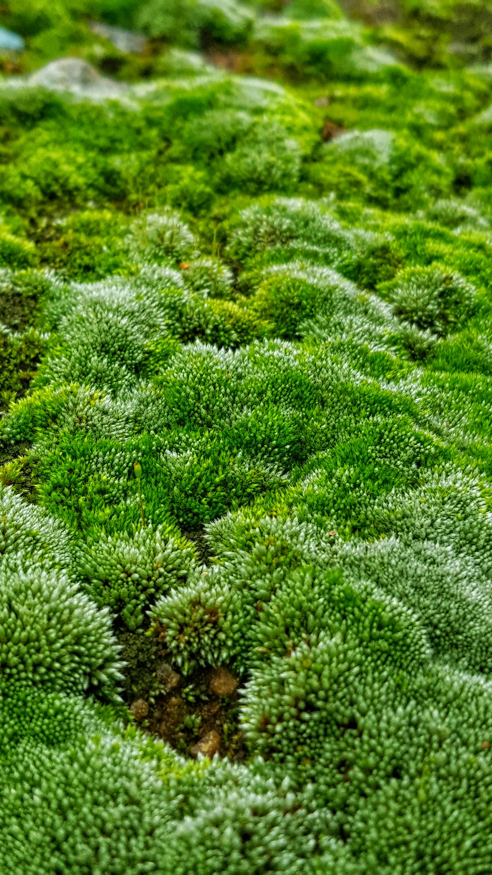 green grass field during daytime