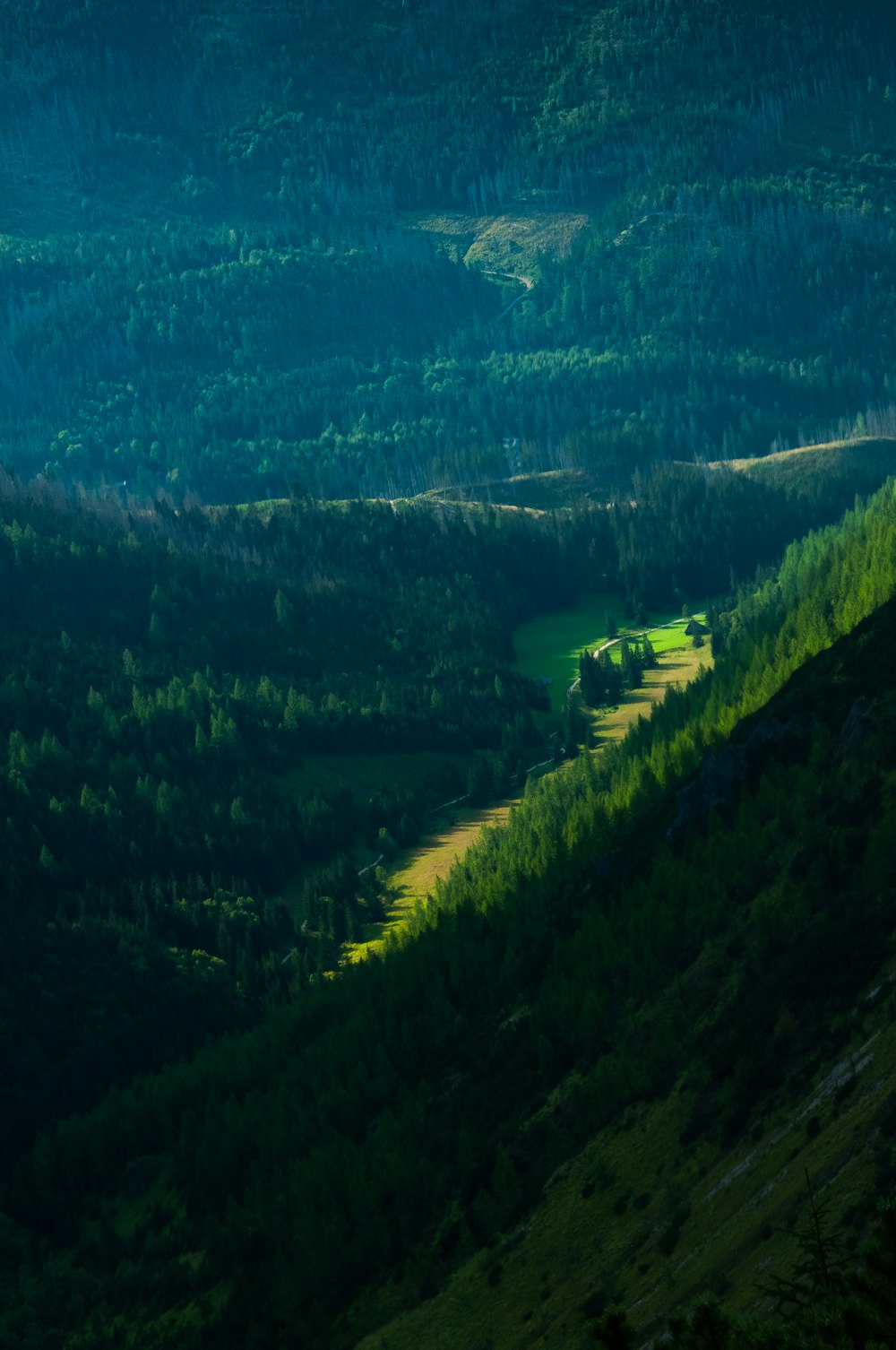 green trees on green grass field during daytime