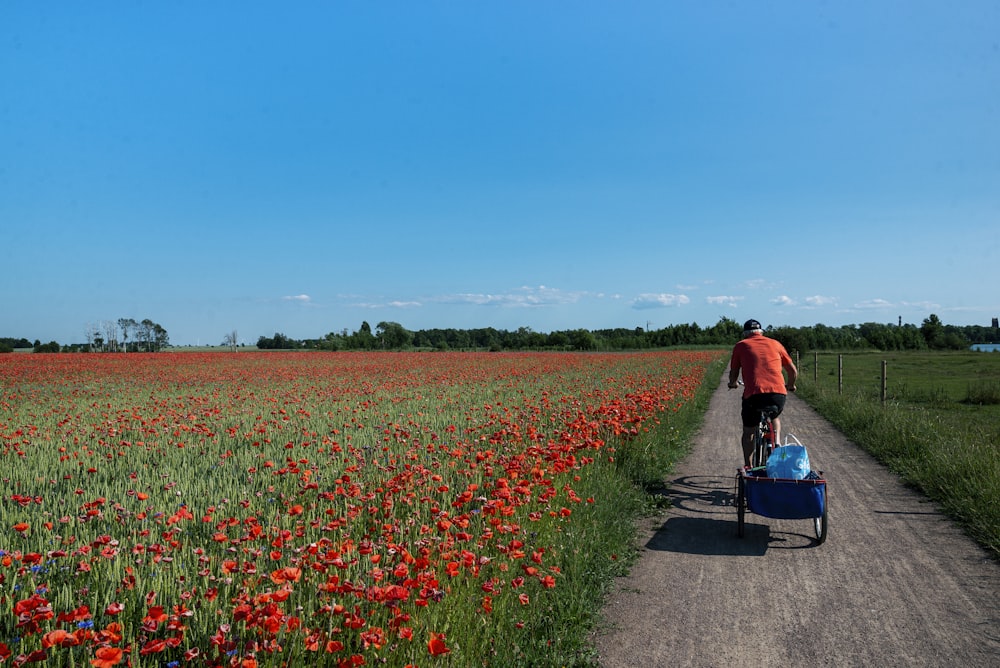 Frau in roter Jacke und blauer Jeans geht auf dem Weg zwischen roten Blumenfeldern während