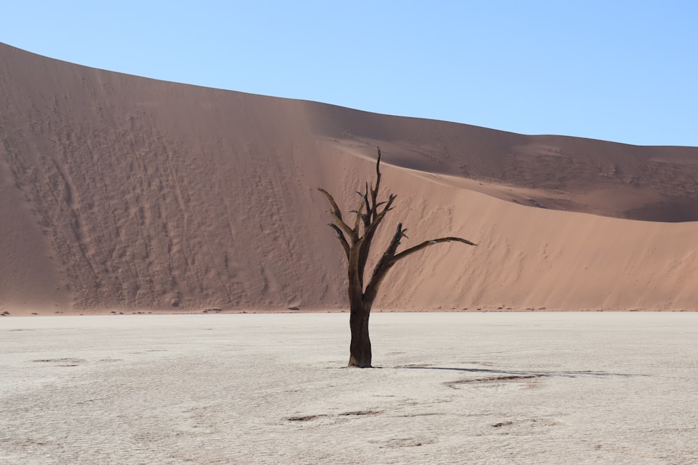 leafless tree on white sand