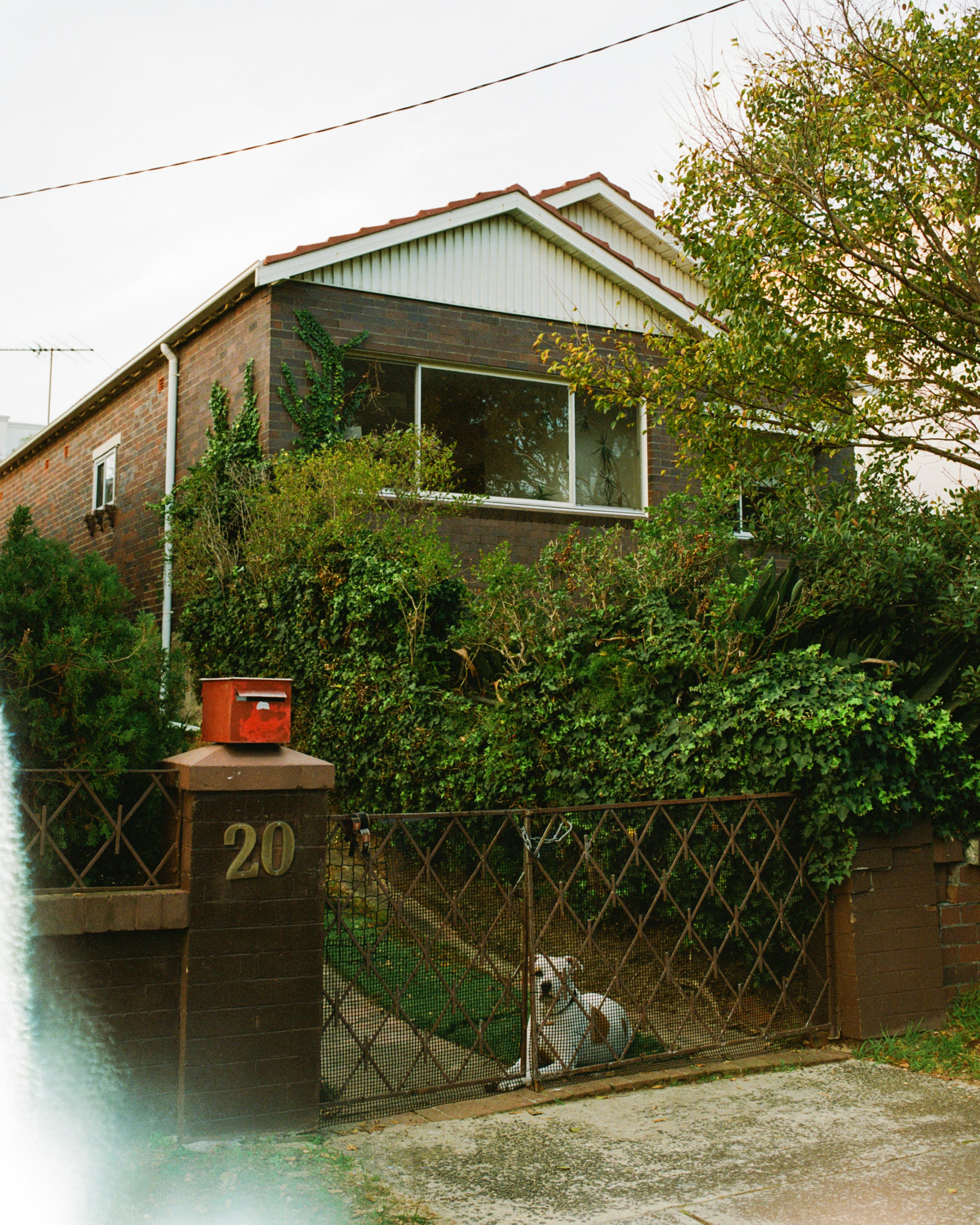 white short coated dog near brown wooden house during daytime