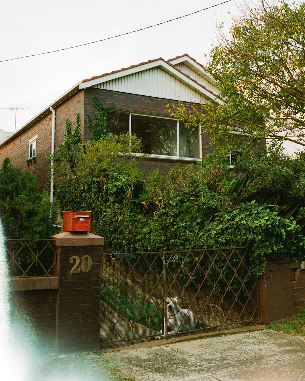 chien blanc à poil court près d’une maison en bois brun pendant la journée