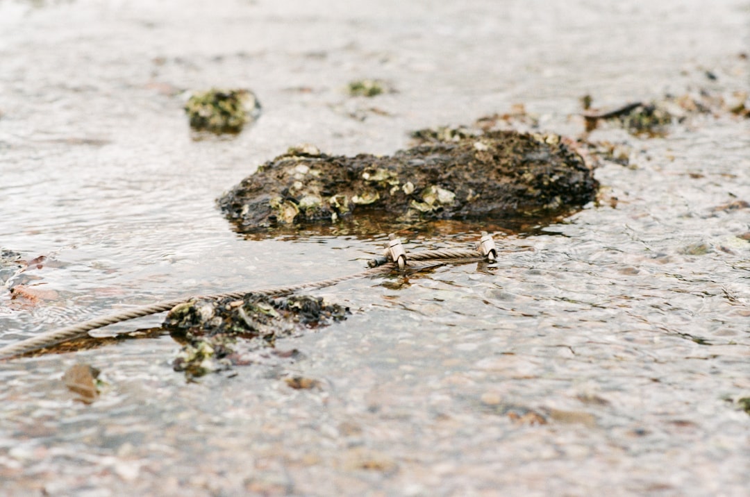 black and white stones on water