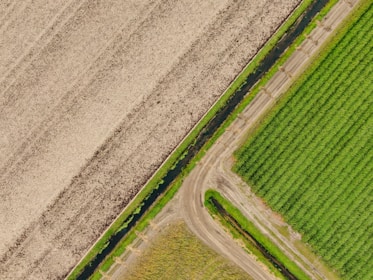 Aerial view of agricultural fields divided by a small canal and dirt roads. One field has a dry, brown appearance while the other is lush and green, with visible crop rows.