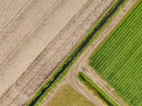 Aerial view of agricultural fields divided by a small canal and dirt roads. One field has a dry, brown appearance while the other is lush and green, with visible crop rows.