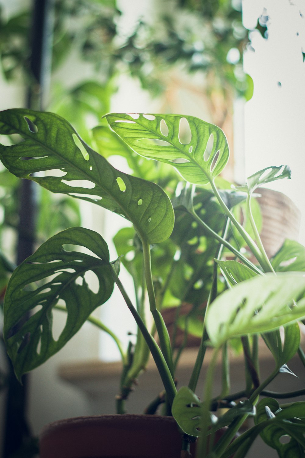 green leaves in close up photography