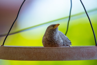 gray bird on brown wooden surface