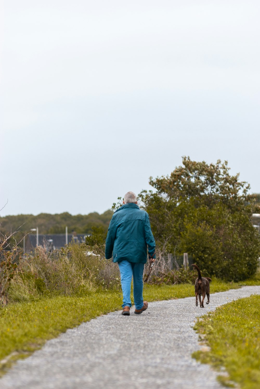 man in blue dress shirt and blue denim jeans walking with black short coated dog during