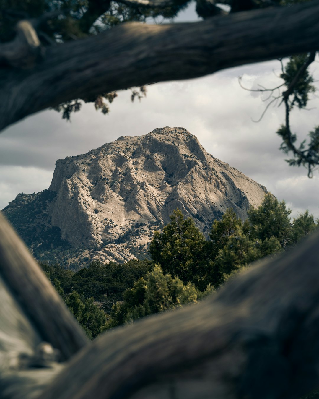 brown tree trunk near brown rocky mountain during daytime