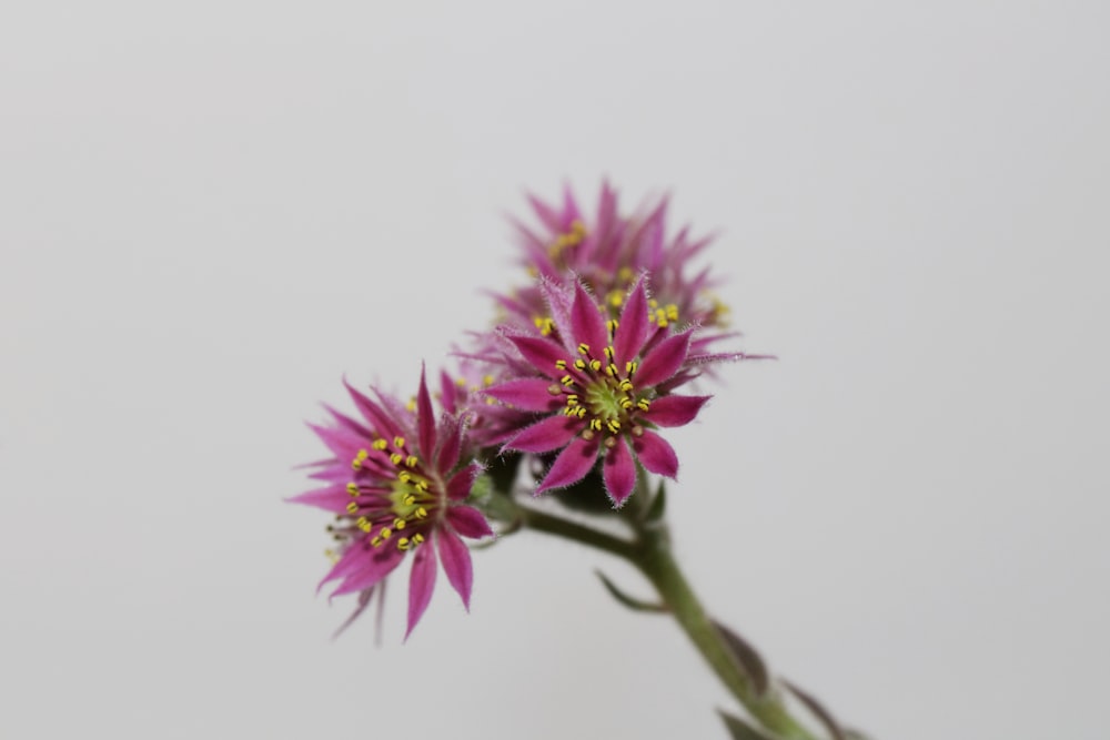 pink flower in tilt shift lens