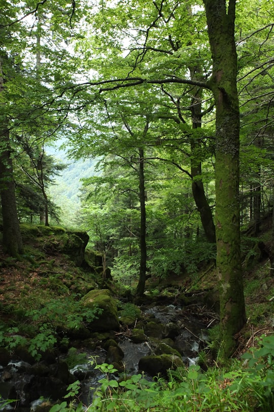 green trees on forest during daytime in Mittlach France