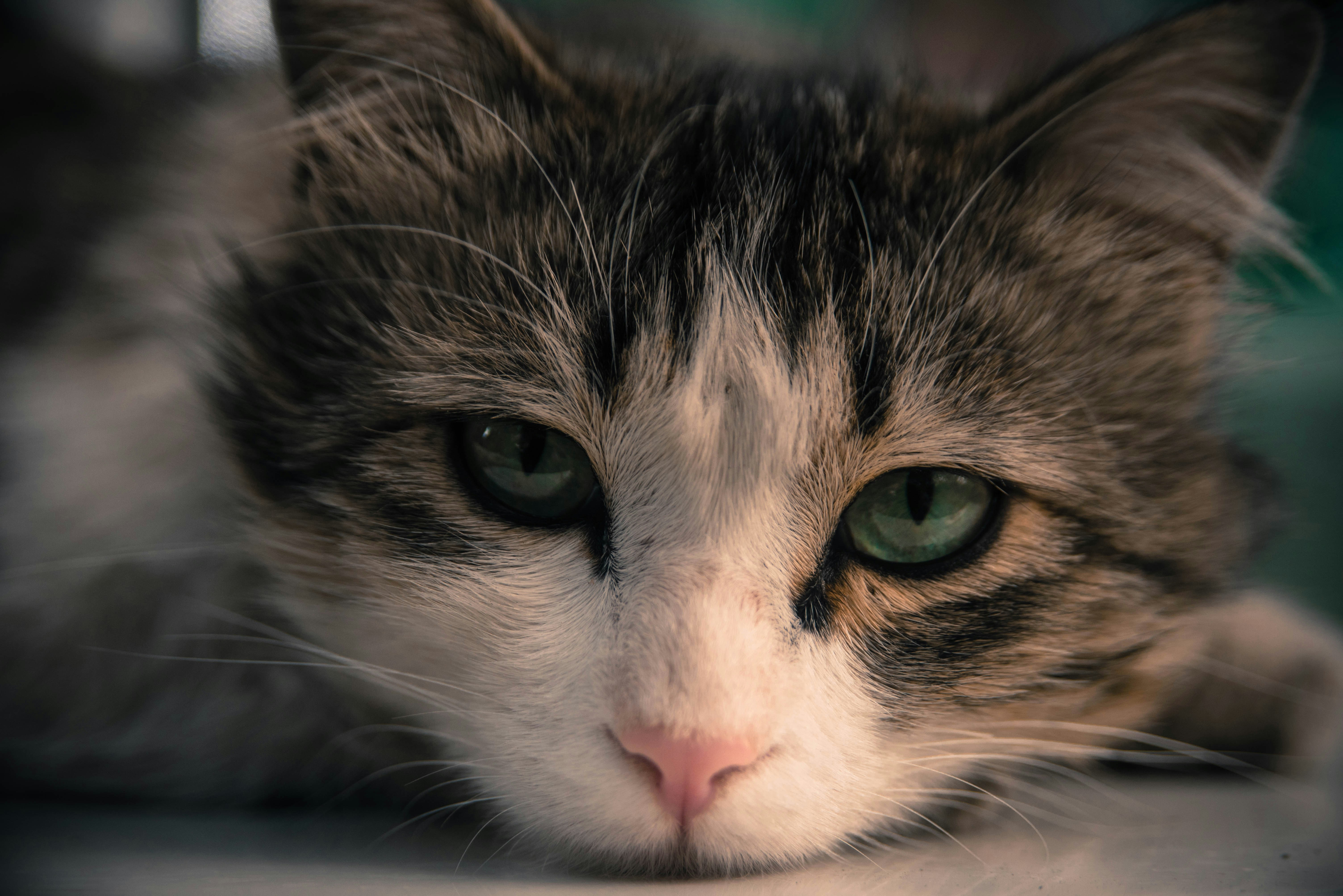 Photo by rafael_ishkhanyan