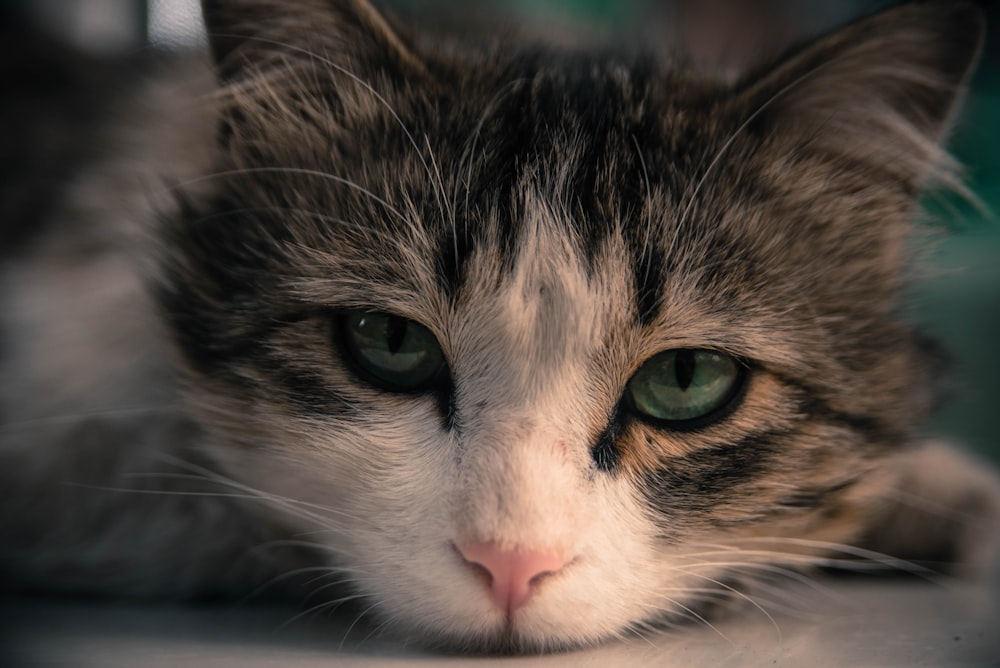 brown and white tabby cat