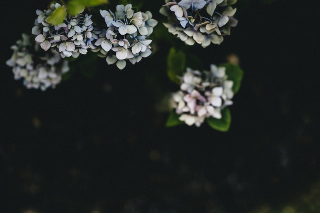 white and purple flowers in black background