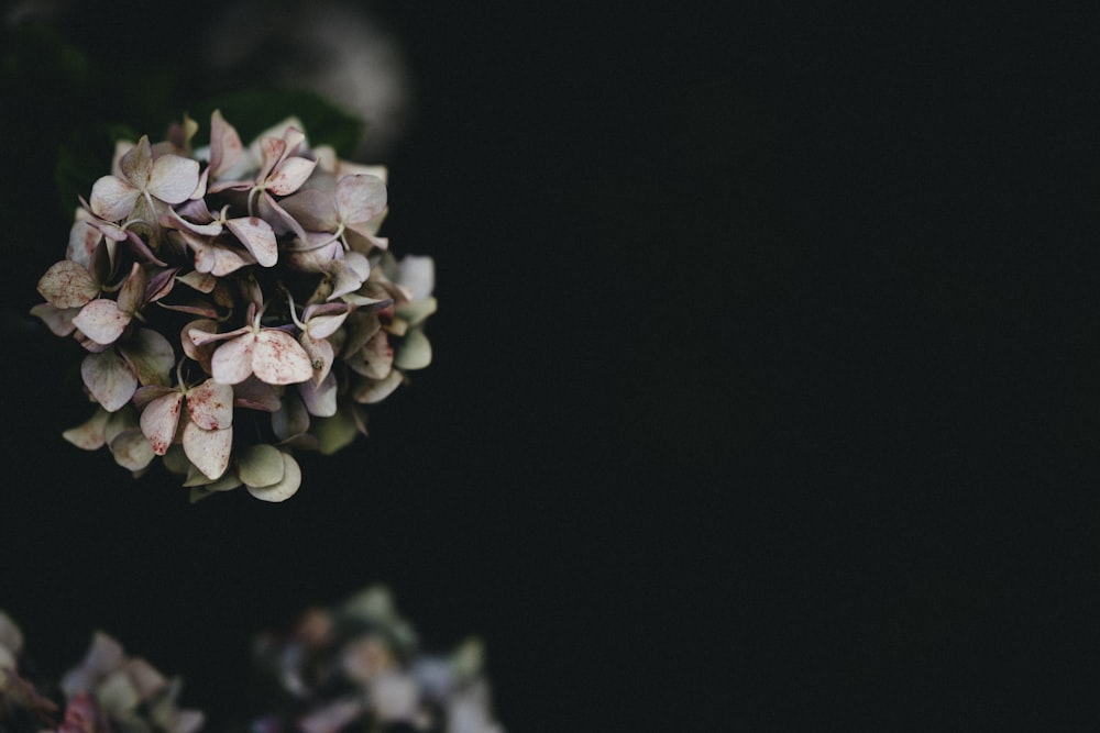 white flower in black background