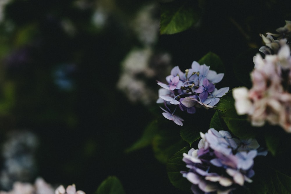 purple flower in tilt shift lens