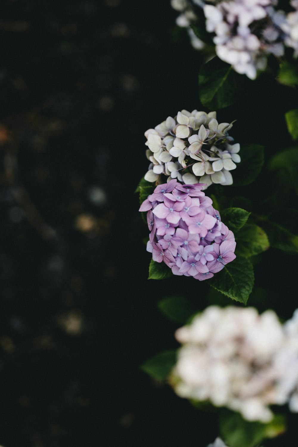 purple and white flower in tilt shift lens