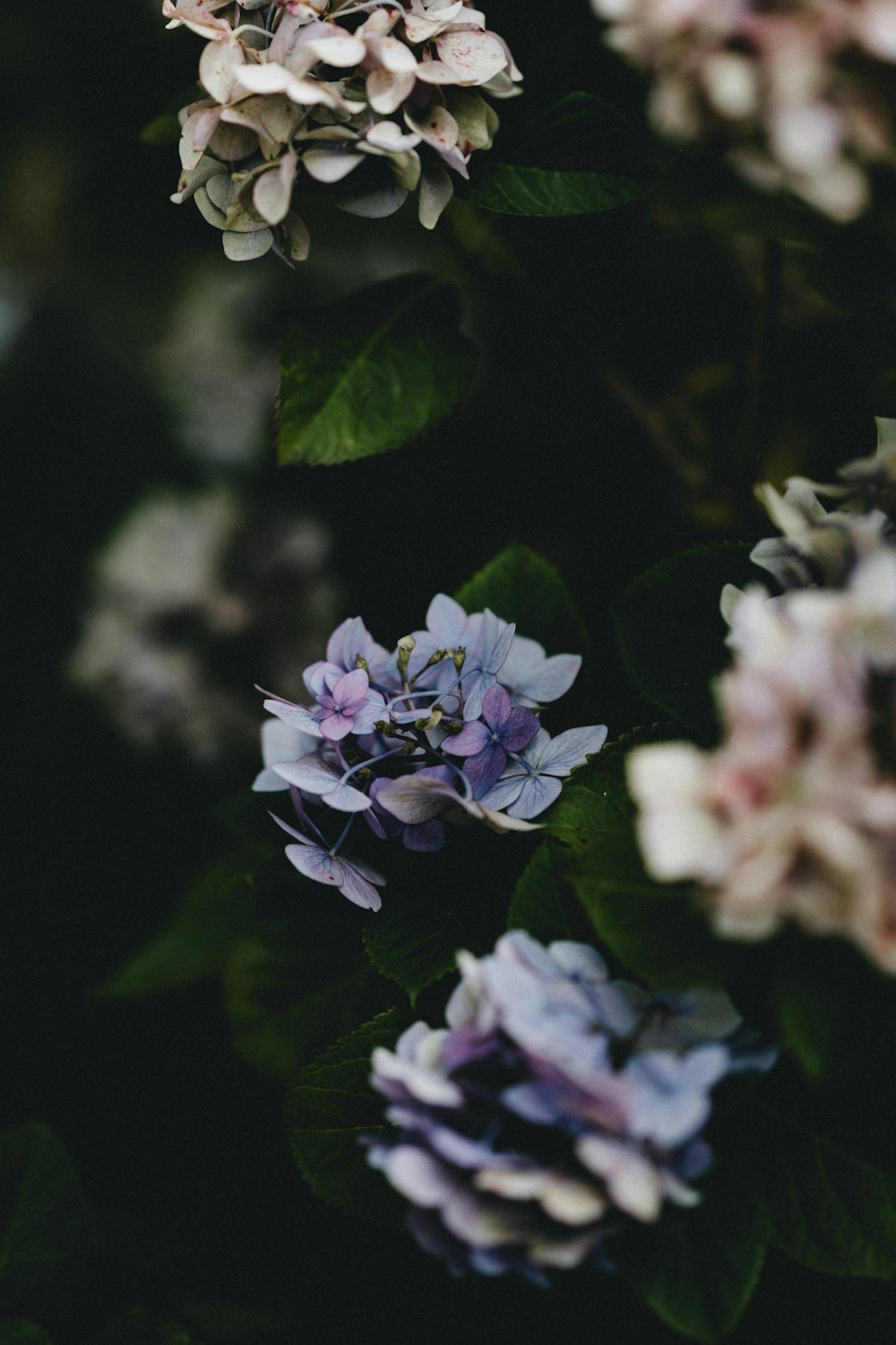 purple and white flower in tilt shift lens