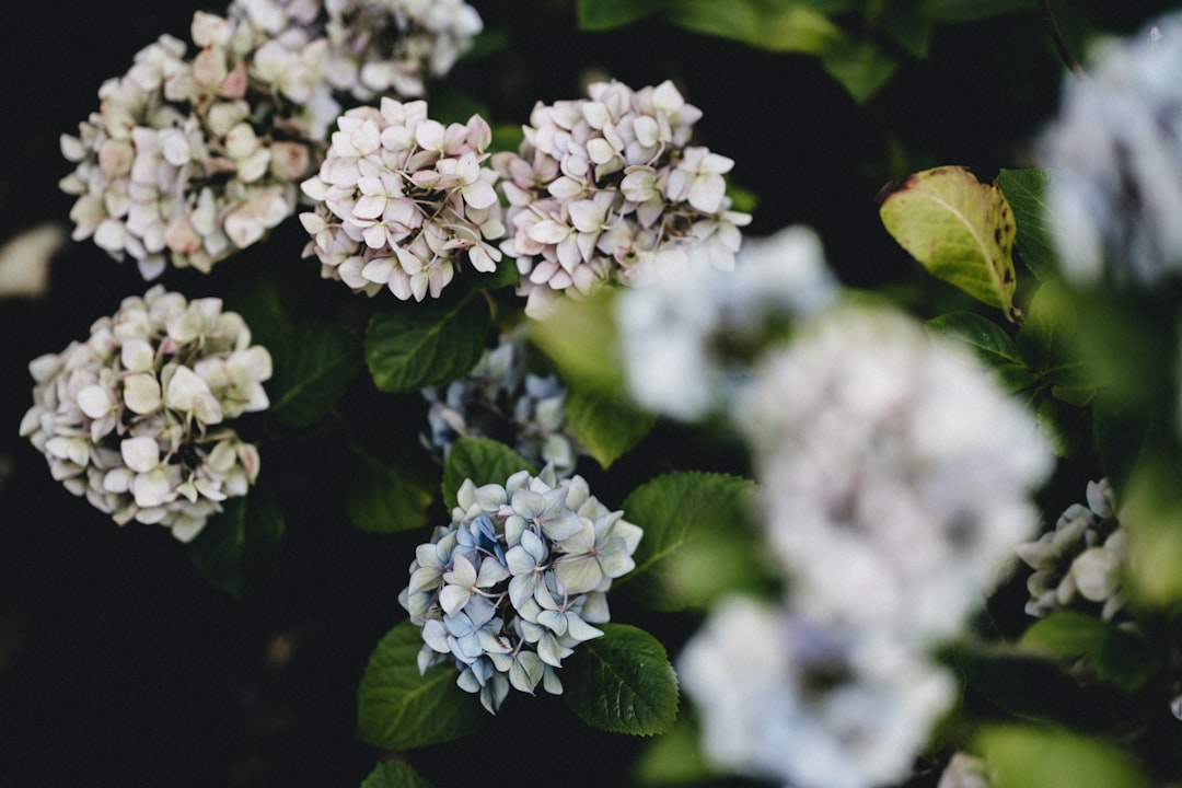 white and blue flowers with green leaves