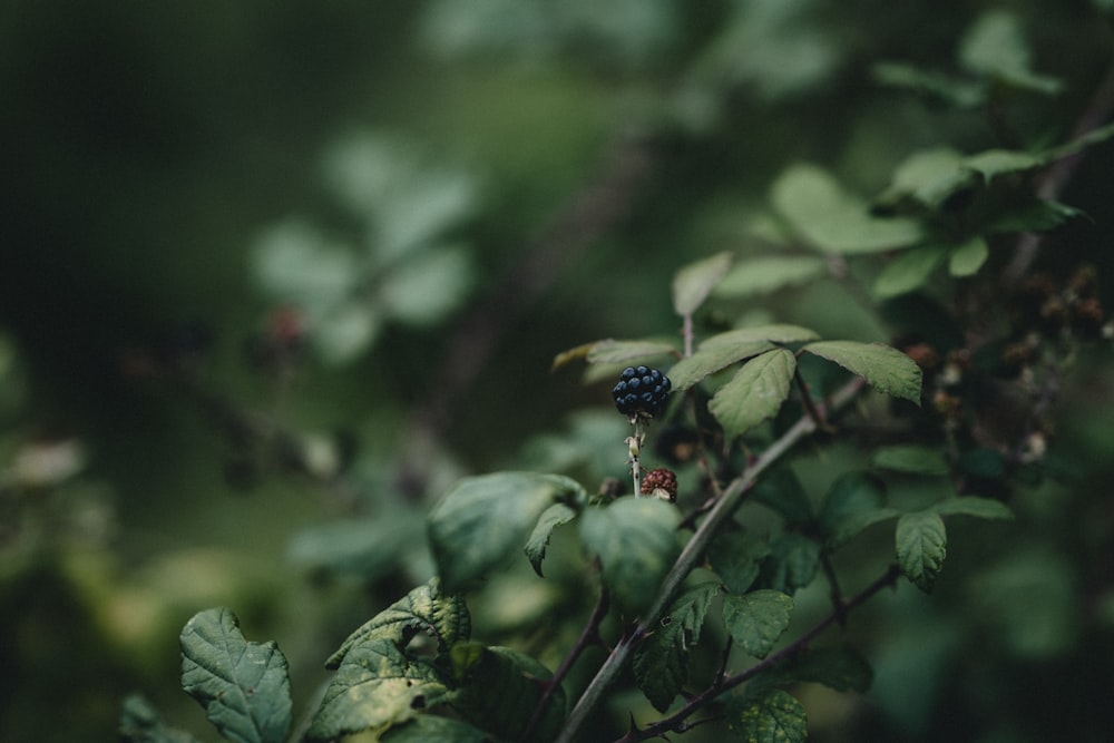 black and yellow butterfly on green plant