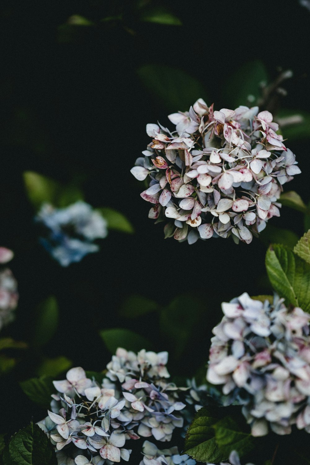 white flowers with green leaves