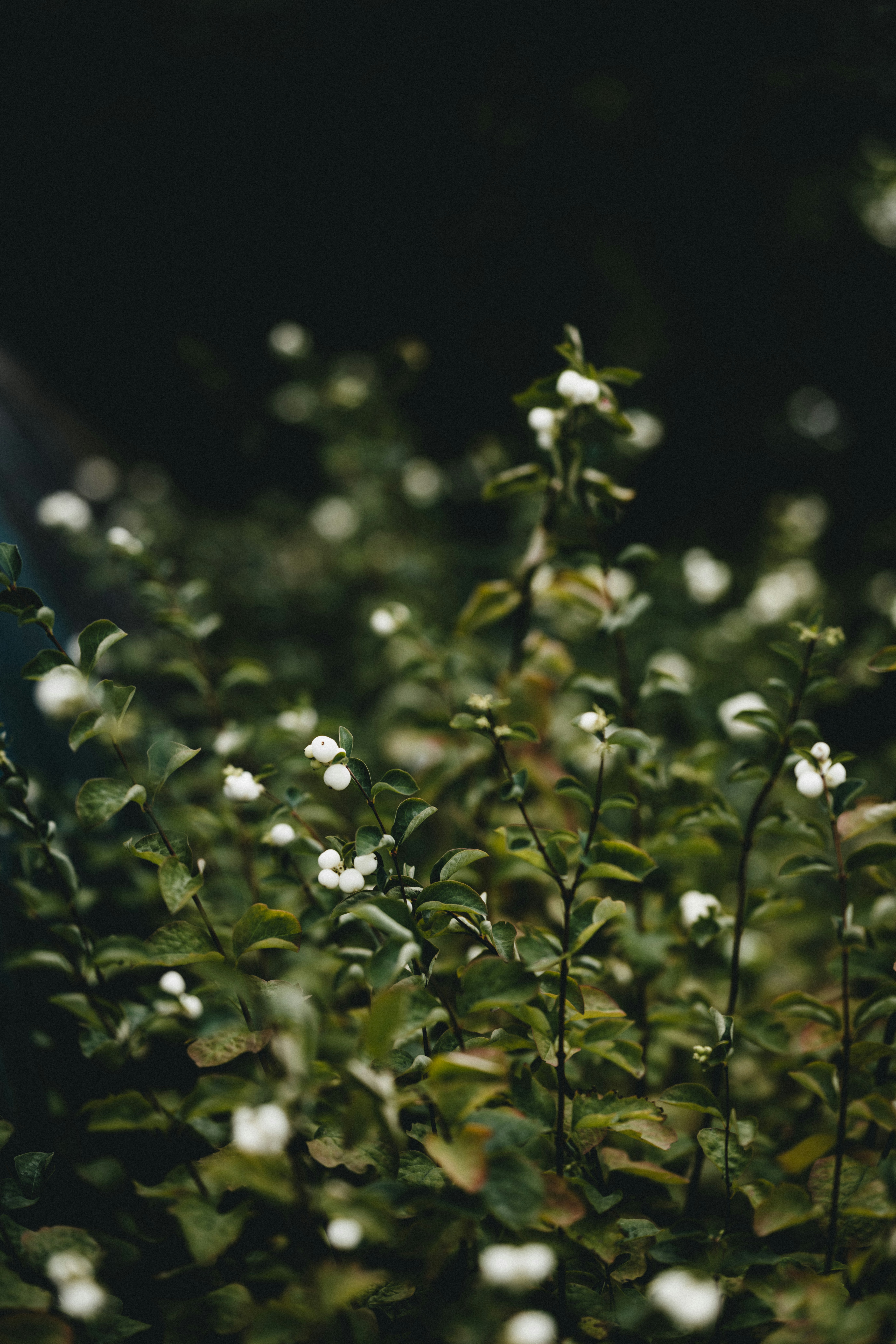 Photo by anniespratt