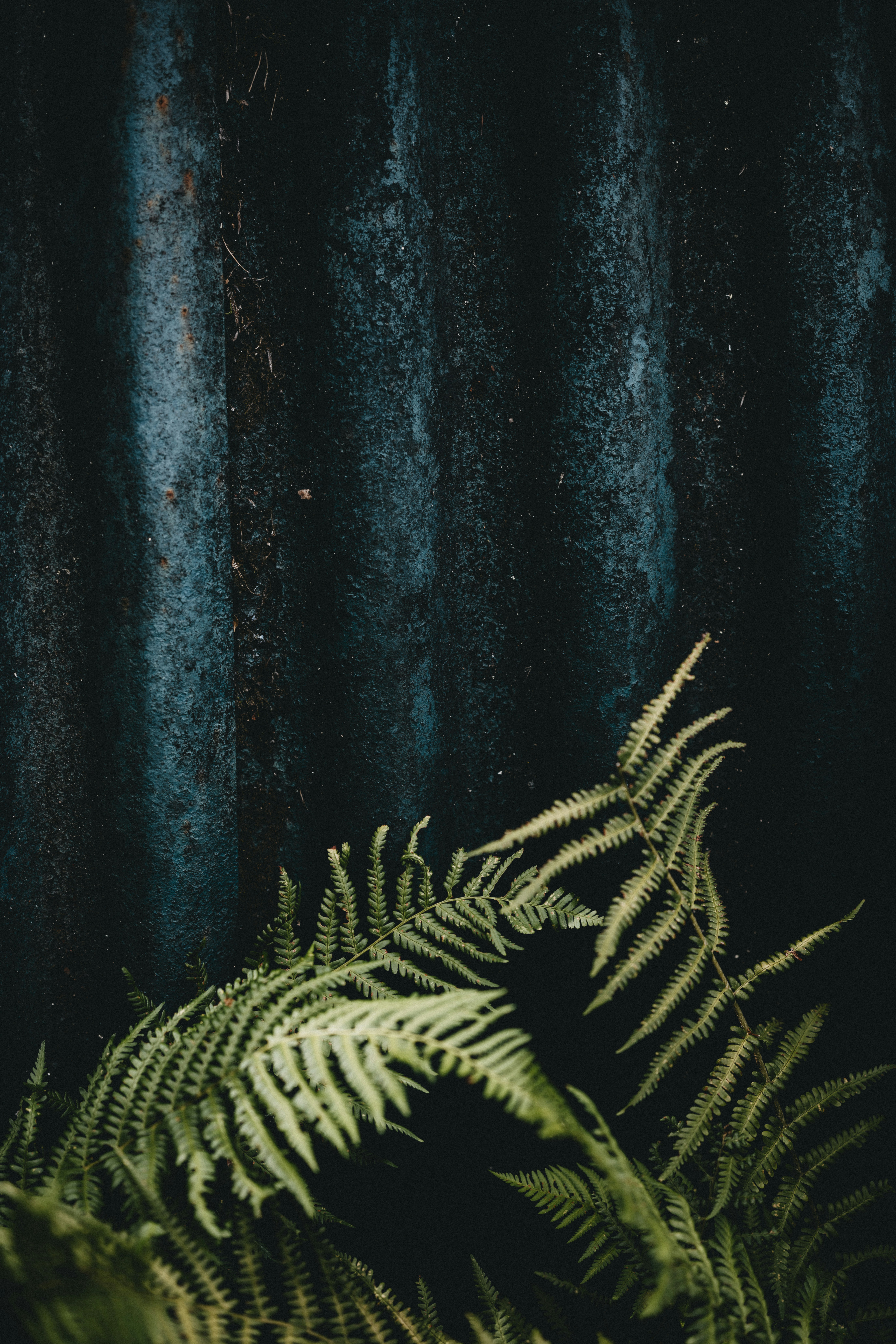 Green and black plant painting photo – Free Texture Image on Unsplash