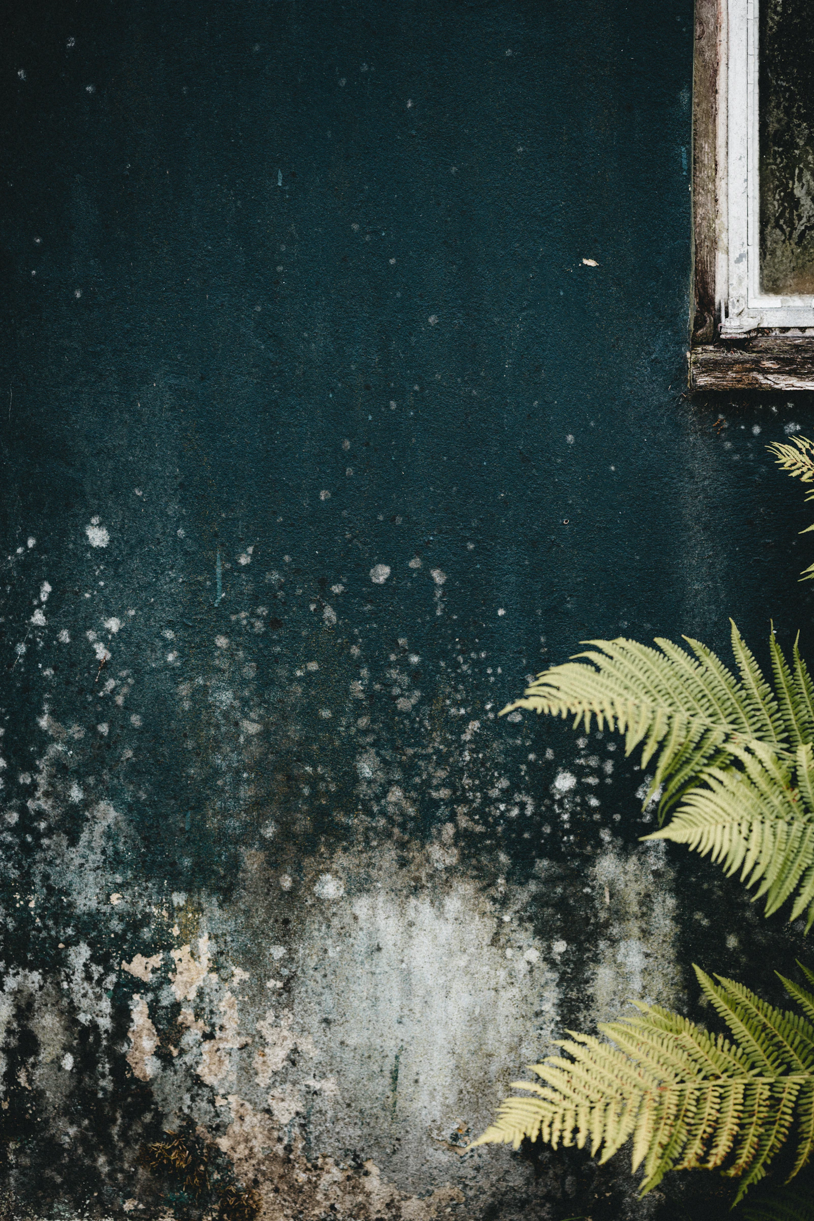 Mold Removal & Remediation