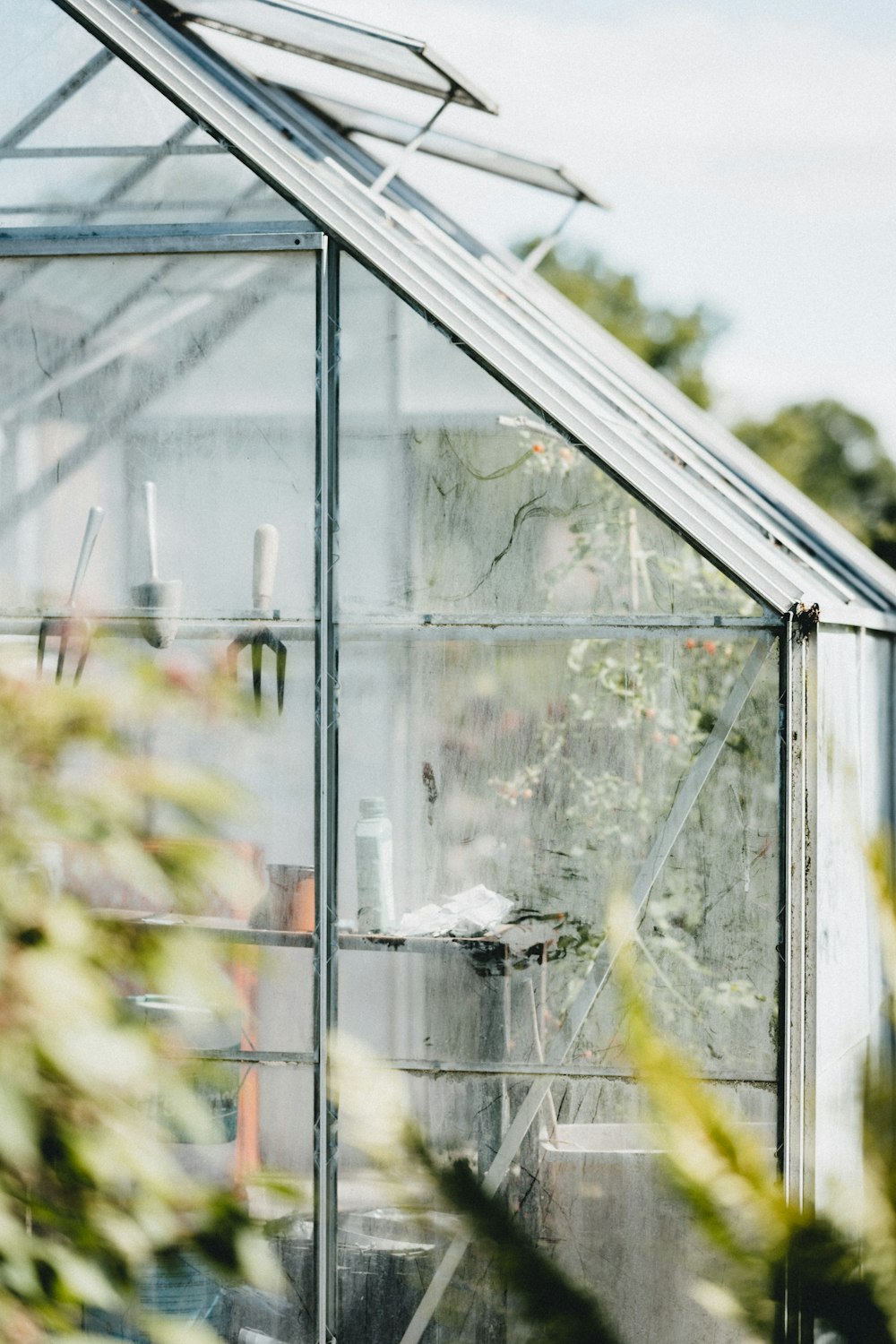 yellow and green leaves in greenhouse