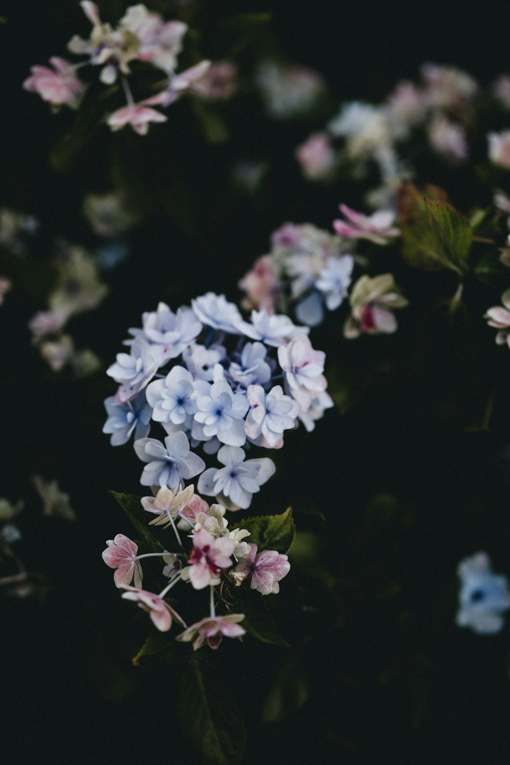 white and purple flowers in tilt shift lens