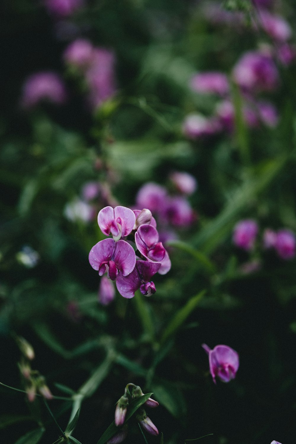 purple flower in tilt shift lens