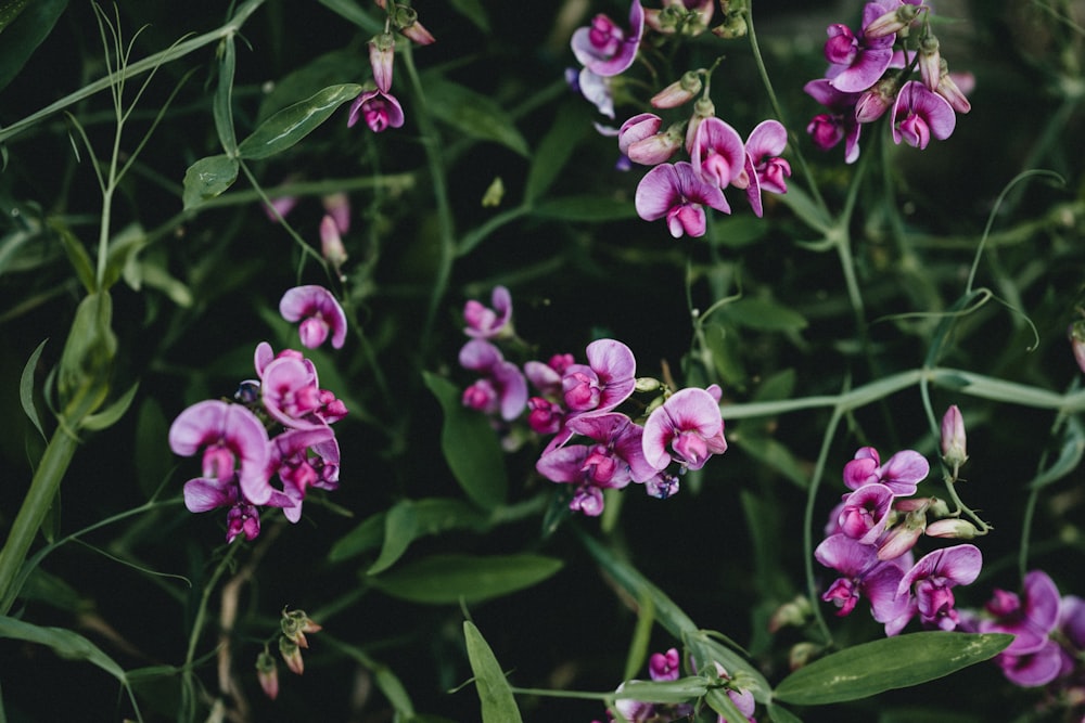 purple flowers with green leaves