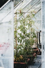 Inside a greenhouse, there are rows of tomato plants growing in pots. The glass walls and roof allow natural light to filter in, supporting the plants as they climb using wooden stakes. The tomatoes are in various stages of ripening, with some green and others turning a vibrant red.