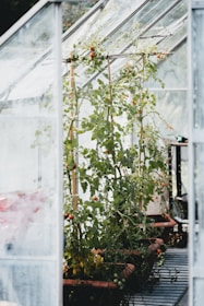 Inside a greenhouse, there are rows of tomato plants growing in pots. The glass walls and roof allow natural light to filter in, supporting the plants as they climb using wooden stakes. The tomatoes are in various stages of ripening, with some green and others turning a vibrant red.