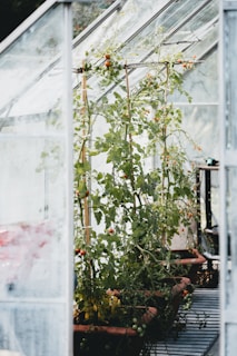 A modern greenhouse with rows of thriving tomato plants under natural sunlight.