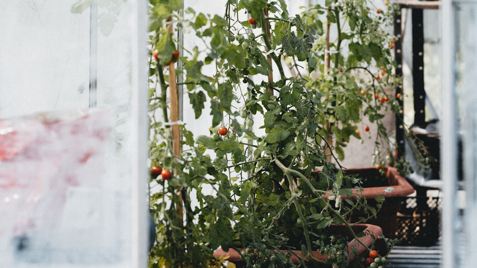 Feeding Tomato Plants to Goats: Exploring the Safety and Nutritional Aspects
